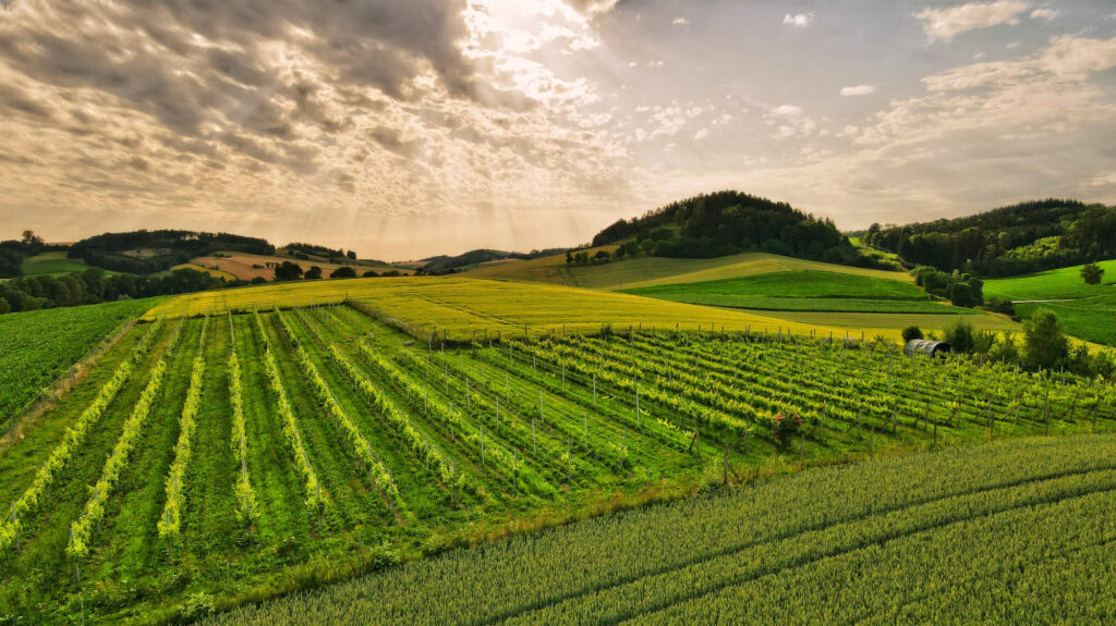 Wein aus Pichl Aichmayr
